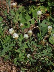 Jetel egyptský (Trifolium alexandrinum L.)