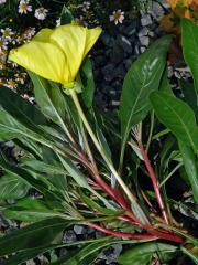 Pupalka velkoplodá (Oenothera macrocarpa Nutt.)