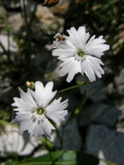 Silenečka alpská (Silene alpestris Jacq.)