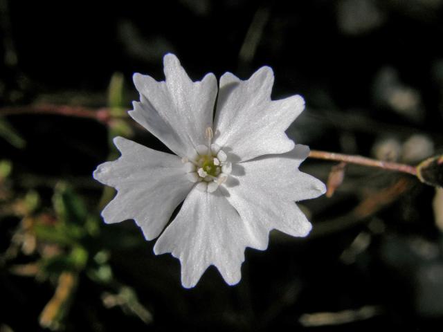 Silenečka alpská (Silene alpestris Jacq.)