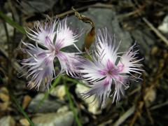 Hvozdník Sternbergův (Dianthus sternbergii Sieber ex Capelli)
