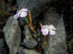 6_Hvozdíkovité: Hvozdík (Dianthus)
