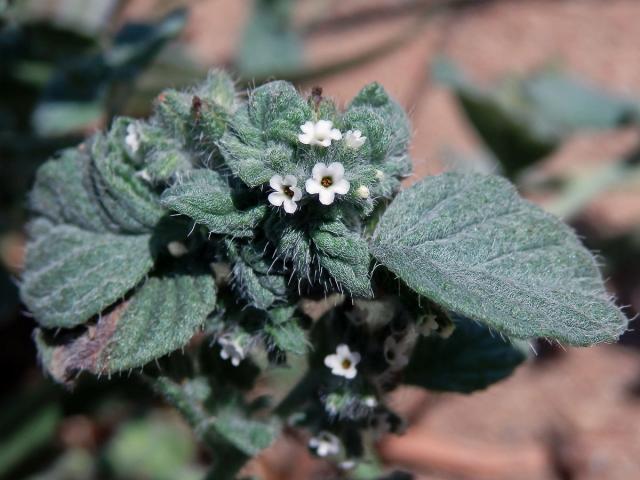 Otočník (Heliotropium supinum L.)