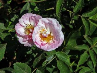 3_Růžovité: Růže (Rosa)