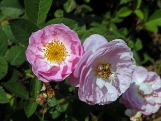 3_Růžovité: Růže (Rosa)