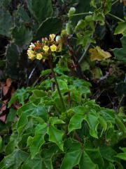 Dávivec (Jatropha mollissima (Pohl) Baill.)