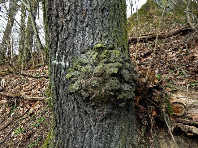 Nádor na dubu letním (Quercus robur L.) (41)