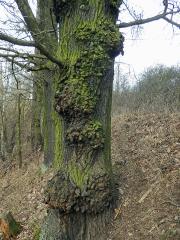 Nádor na dubu letním (Quercus robur L.) (42a)