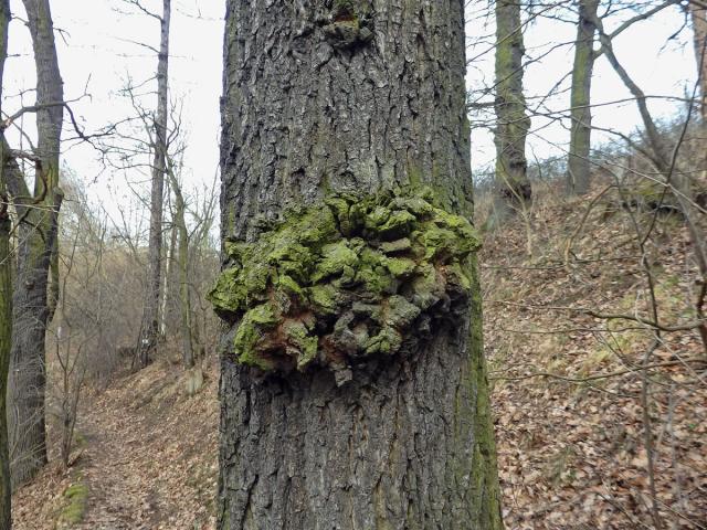 Nádor na dubu letním (Quercus robur L.) (43b)
