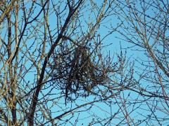 Čarověník na třešni ptačí (Prunus avium (L.) L.) (1c)