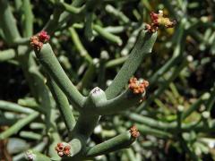 3_Pryšcovité: Pryšec (Euphorbia)