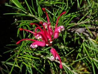 Grevillea rosmarinifolia A. Cunn.
