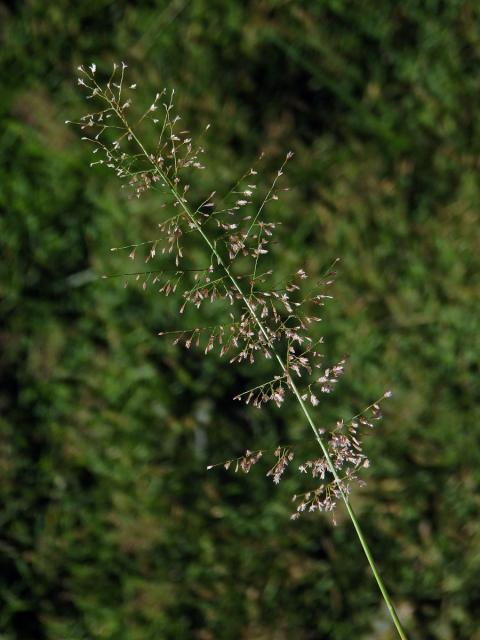 Eragrostis unioloides (Retz.) Nees ex Steud.