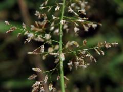 Eragrostis unioloides (Retz.) Nees ex Steud.