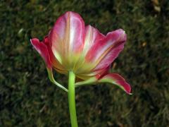 Tulipán zahradní (Tulipa x gesnerana L.), okvětní lístky na stonku (1)