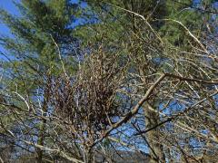 Dřišťál obecný (Berberis vulgaris L.)  s čarověníkem na větvi (3)