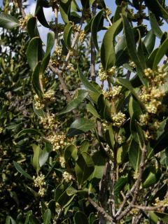 Jamovec širokolistý (Phillyrea latifolia L.)