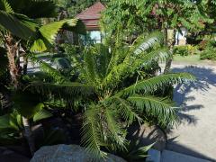 Cykas indický (Cycas circinalis L.)
