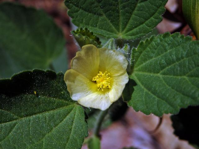 Sida kosolistá (Sida rhombifolia L.)