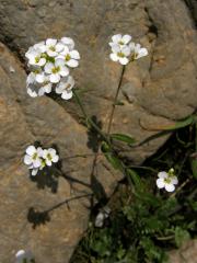 Řeřuška alpská (Pritzelago alpina (L.) O. Kunze)
