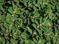 4_Pryšcovité: Pryšec (Euphorbia)