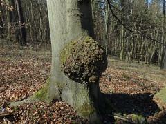 Nádor na buku lesním (Fagus sylvatica L.) (29a)