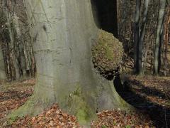Nádor na buku lesním (Fagus sylvatica L.) (29b)