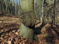 Nádor na buku lesním (Fagus sylvatica L.) (30a)