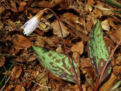 Kandík (Erythronium L.)