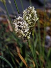 Pěchava vápnomilná (Sesleria caerulea (L.) Ard.)