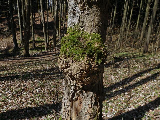 Javor klen (Acer pseudoplatanus L.) s nádorem na kmeni (53)