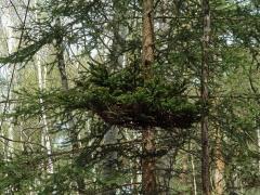 Čarověník na smrku ztepilém (Picea abies (L.) Karsten) (8)