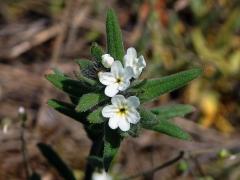 Kamejka rolní (Lithospermum arvense L.) s šestičetným květem (4)