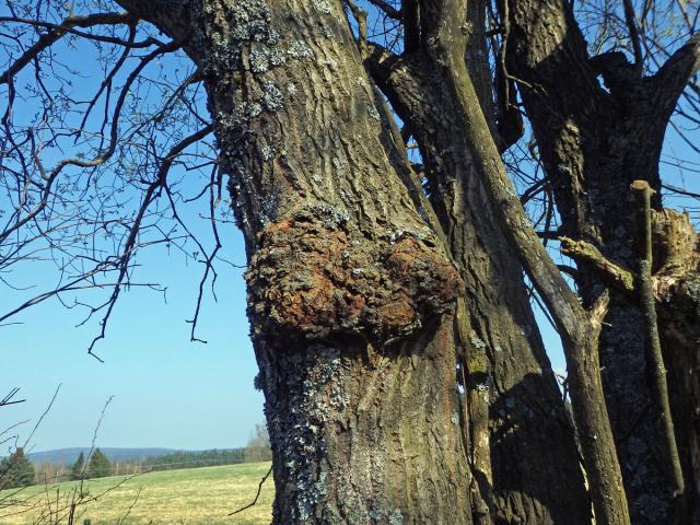 Nádor na vrbě jívě (Salix caprea L.) (3)