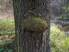 Smrk ztepilý (Picea abies (L.) Karsten) (18) s nádorem na kmeni