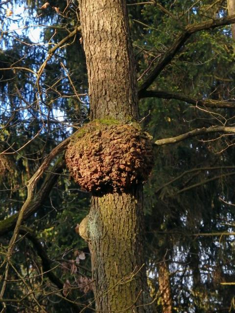 Nádor na dubu letním (Quercus robur L.) (44a)