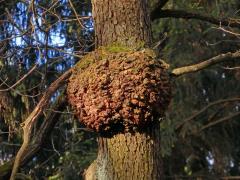 Nádor na dubu letním (Quercus robur L.) (44b)