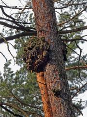Tumor na borovici lesní (Pinus sylvestris L.) (27b)