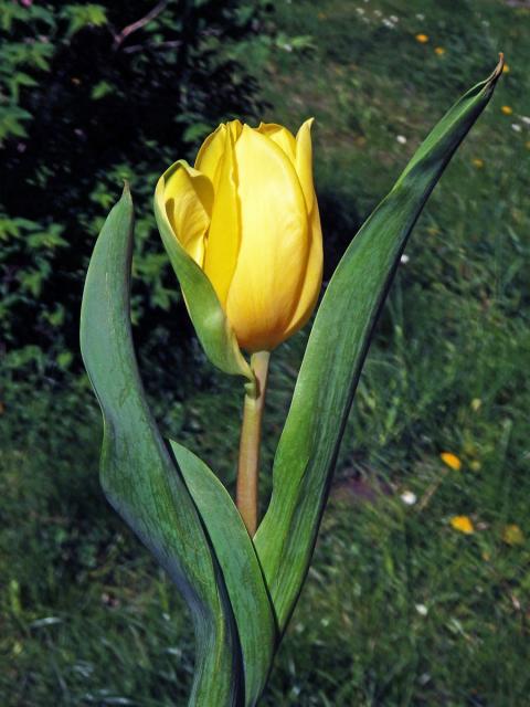 Tulipán zahradní (Tulipa x gesnerana L.), okvětní lístky na stonku (2)