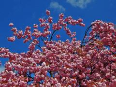 Sakura ozdobná (Prunus serrulata Lindl)