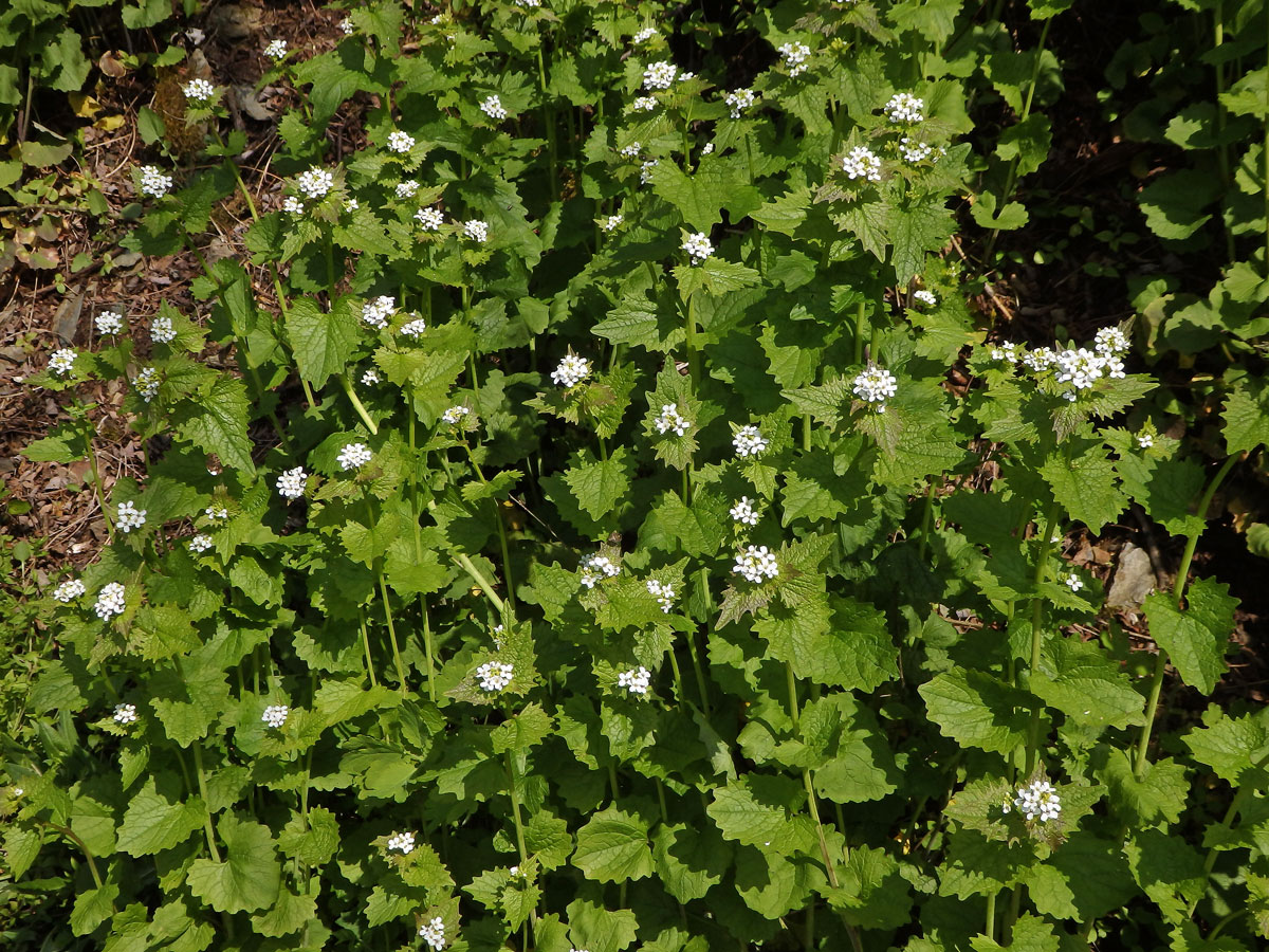 Česnáček obecný (Alliaria petiolata (M. Bieb.) Cavara et Grande)
