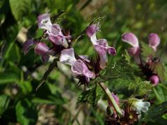 Hluchavka skvrnitá (Lamium maculatum L.) se světými květy (1b)