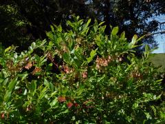 Brusnice (Vaccinium padifolium Sm.)