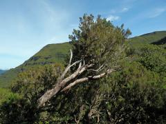 Vřesovec stromovitý (Erica arborea L.)