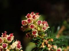 Vřesovec metlovitý (Erica scoparia subsp. maderincola D. C. McClint.)