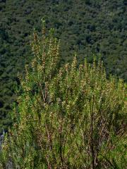 Vřesovec metlovitý (Erica scoparia subsp. maderincola D. C. McClint.)
