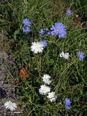 Čekanka obecná (Cichorium intybus L.) - rostlina s bílými květy (5a)