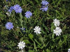 Čekanka obecná (Cichorium intybus L.) - rostlina s bílými květy (5b)