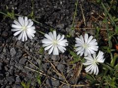 Čekanka obecná (Cichorium intybus L.) - rostlina s bílými květy (6)