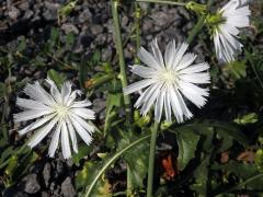 Čekanka obecná (Cichorium intybus L.) - rostlina s bílými květy (7)